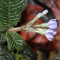 Acranthera